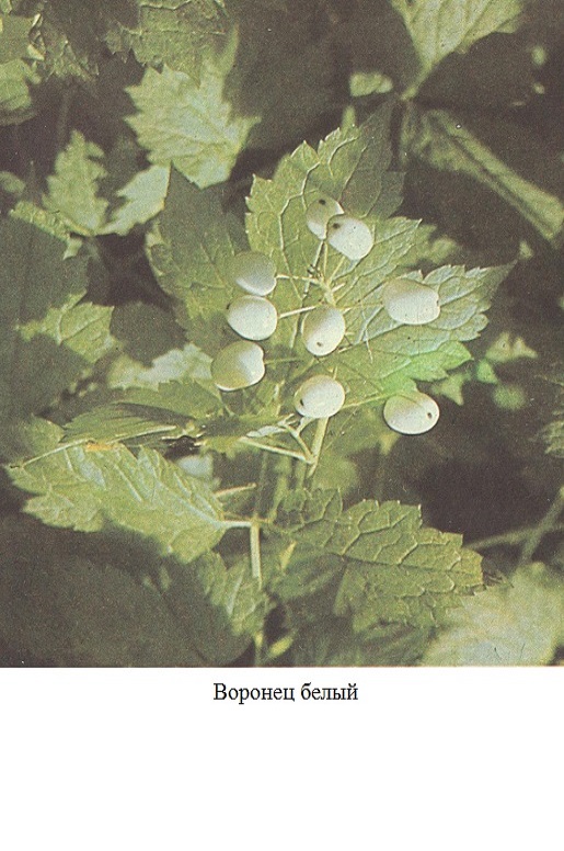 фото Воронец белый 